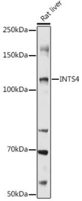 Western Blot: INT4 AntibodyBSA Free [NBP3-03410]
